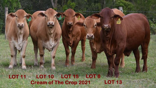 2021 Cream of the Crop